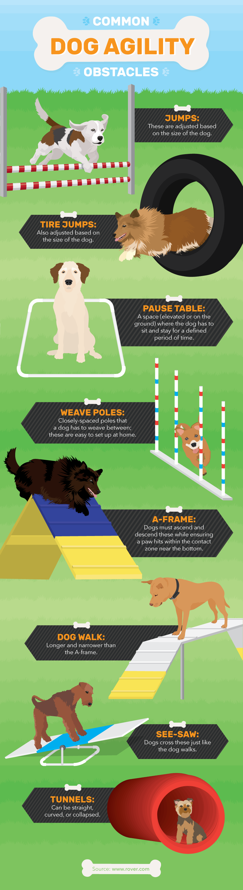 http://www.ereplacementparts.com/blog/wp-content/uploads/2017/06/common-dog-agility-obstacles.png